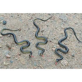 Fågelskrämma: Orm (3 pack)
