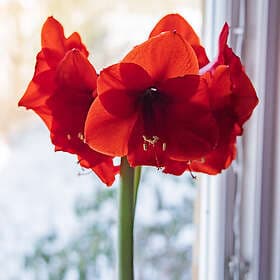 Sam van Schooten Amaryllis, Red Lion XXL lök 1 st