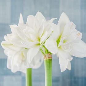 Sam van Schooten Amaryllis dubbel, White Nymph XXL lök 1 st