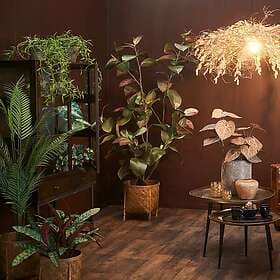 Areca Palm 180 cm