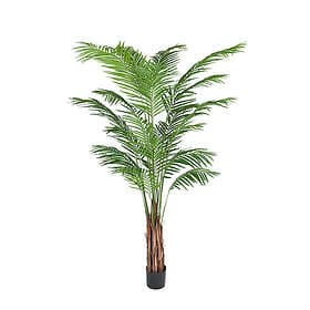 Areca Palm 210 cm