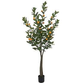 Citrus Träd 180 cm