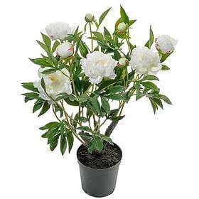 Pion Krukväxt 80 cm Vit