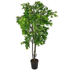 Fikus Benjamin Träd 210 cm