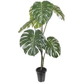 Monstera 120 cm