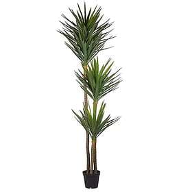 Yucca Träd 250 cm Grön