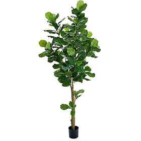 Fiolfikus 210 cm