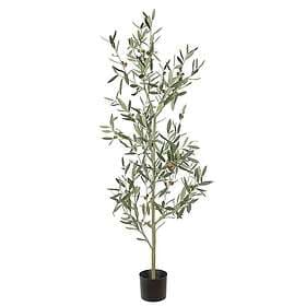 Oliv Träd 140 cm Grön