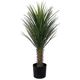 Yucca Rostrata Träd 100 cm