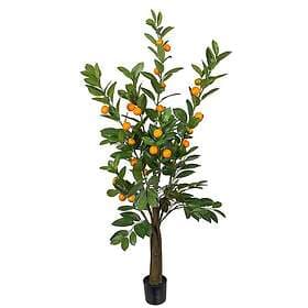 Citrus Träd 150 cm