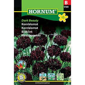 Hornum Blåklint, Dark Beauty