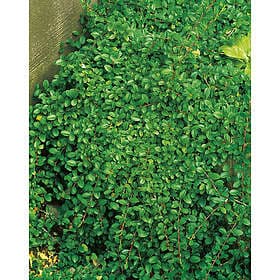 Omnia Garden Krypoxbär småbladigt 'Eichholz' CO, 20-30 cm 1-pack