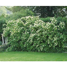 Omnia Garden Smultronschersmin 'Mont Blanc' 100-p