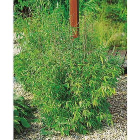 Omnia Garden Bergbambu 'Simba' 2 liter CO, 40-50 cm 10-pack