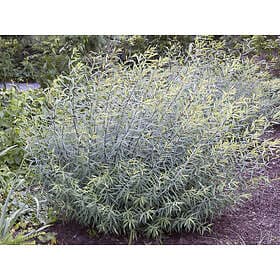 Omnia Garden Litet rödvide 'Nana' 5-pack