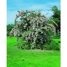 Omnia Garden Paradisbuske 'Pink Cloud' CO 5-pack