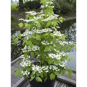 Omnia Garden Japansk olvon 'Kilimandjaro', 1-pack