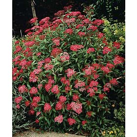Omnia Garden Rosenspirea karminröd 'Anthony Waterer' CO 10-pack