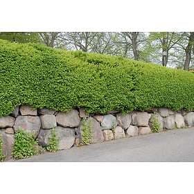 Omnia Garden Måbär 'Schmidt' CO D9-11 cm 10-pack