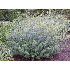 Omnia Garden Litet rödvide 'Nana' 10-pack