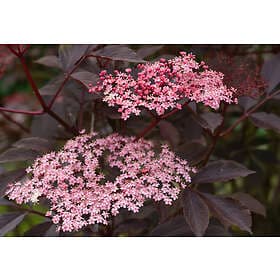 Omnia Garden Blodfläder Black Beauty 1P