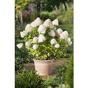 Omnia Garden Vipphortensia 'Limelight' CO 1-pack