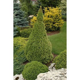 Omnia Garden Sockertoppsgran 'Conica', 40-50 co 3-pack