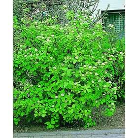 Omnia Garden Korallkornell 'Sibirica' CO 1-pack