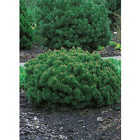Omnia Garden Bergtall liten 'Pumilio', 25-30 cm 3-pack