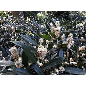 Omnia Garden Lagerhägg 'Herbergii' 5-pack