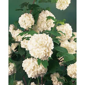 Omnia Garden Snöbollsbuske 'Roseum' CO 3-pack