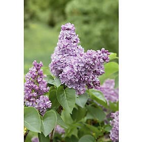 Omnia Garden Syrén Syringa vulgaris 20-p