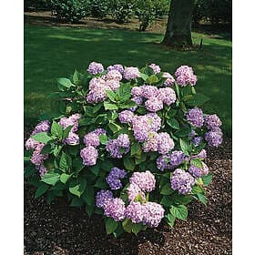 Omnia Garden Hortensia blå 'Nikko Blue' CO 10-pack