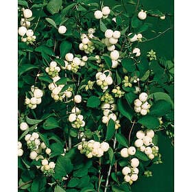 Omnia Garden Snöbär CO 5-pack