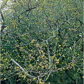 Omnia Garden Körsbärskornell CO 5-pack