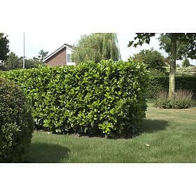 Omnia Garden Lagerhägg 'Etna' CO, 40-50 cm 5-pack