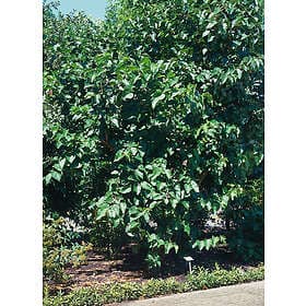 Omnia Garden Svarta mullbär, 30-50 cm 3-pack