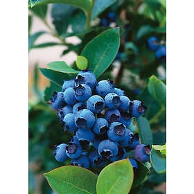 Omnia Garden Hybrid blåbär 'North Country', 30-50 cm 1-pack