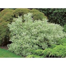 Omnia Garden Rysk kornell 'Elegantissima' CO 5-pack