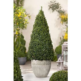 Omnia Garden Buxbom Pyramid, 5-pack