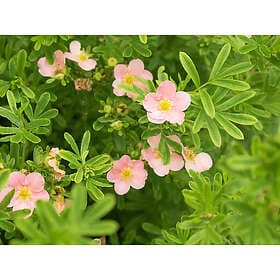 Omnia Garden Ölandstok 'Pink Queen', Rosa 10-pack