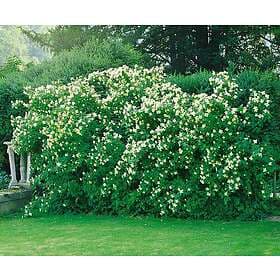 Omnia Garden Schersmin småblommig 'Mont Blac' CO 10-pack