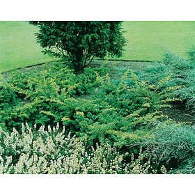 Omnia Garden Idegran 'Summergold', 30-40 cm 10-pack