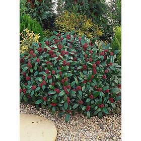 Omnia Garden Vinterbär 'Rubella' CO 3-pack