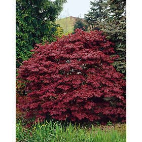 Omnia Garden Japansk blodlönn CO 30-40 cm 1-pack