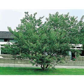 Omnia Garden Ginnalalönn, 150-200 cm