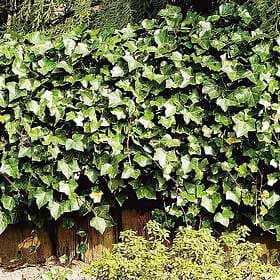 Omnia Garden Storbladig murgröna, 1-pack