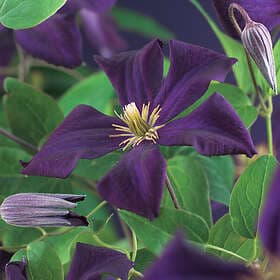 Omnia Garden Klematis 'Romantika' 5-pack