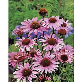 Omnia Garden Röd solhatt 'Magnus' 1-pack