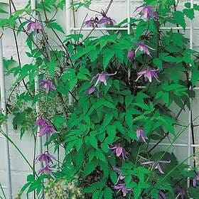 Omnia Garden Alpklematis blåviolett, 1-pack